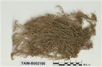 藏品(白齒泥炭苔)的圖片